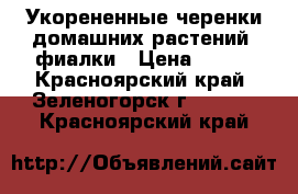 Укорененные черенки домашних растений, фиалки › Цена ­ 100 - Красноярский край, Зеленогорск г.  »    . Красноярский край